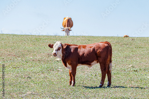 portrait of a young domestic bull	
