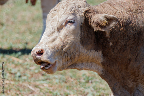 portrait of a young domestic bull