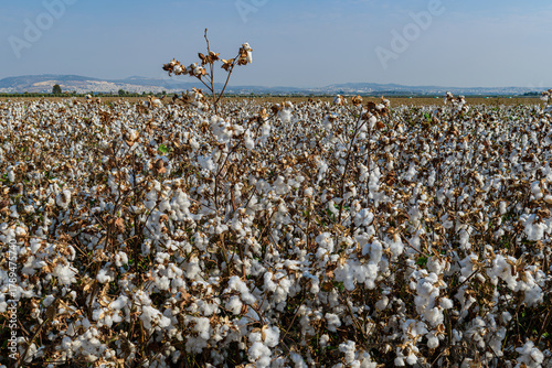 white cotton in the field	
