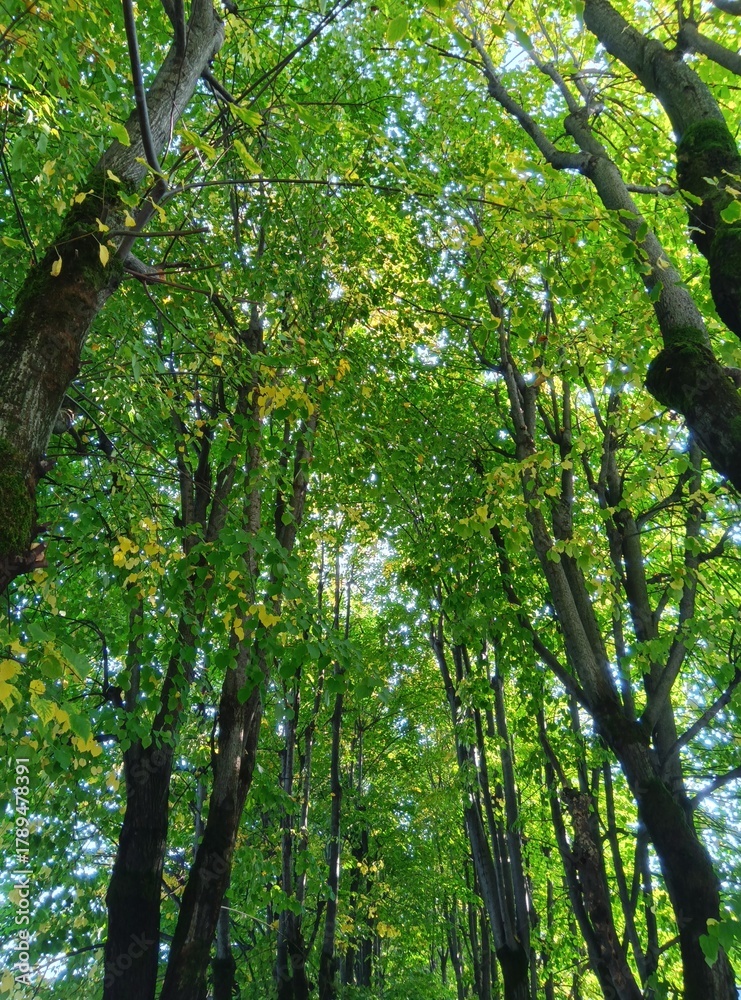 Fototapeta premium grove(vertical) 木立(縦型)