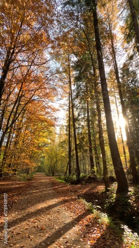 Colorful Sunny Forest During Fall Season