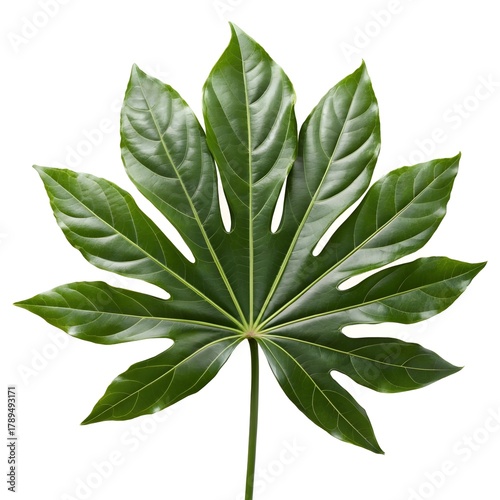 Wallpaper Mural Fatsia Japonica Leaf (Paperplant) Featuring Broad Glossy Green Surface and Distinct Lobes on Pure White Background, Modern Botanical Still Life Highlighting Tropical Grandeur and Natural Style Torontodigital.ca