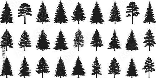 Conifer tree silhouette set, pine fir spruce shapes, evergreen forest illustration, botanical vector trees, nature graphic, black tree icons