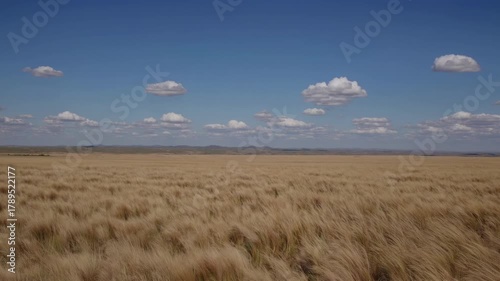 Aerial video captures a vast, golden grassland under a clear blue sky with scattered clouds, showcasing nature's serene beauty from above.
