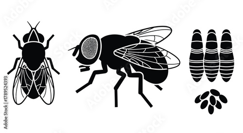 Fly life cycle stages vector illustration insect pest control vector
