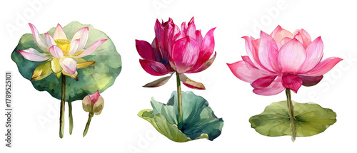 A vibrant watercolor illustration showcasing three distinct lotus flowers in various stages of bloom, surrounded by lush green leaves, ideal for nature-themed projects or decor