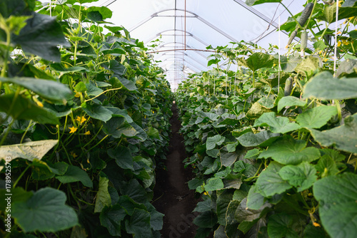 Cucumber plants growing in modern greenhouse