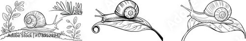 Detailed black and white line art illustrations of garden snails crawling on leaves and branches.