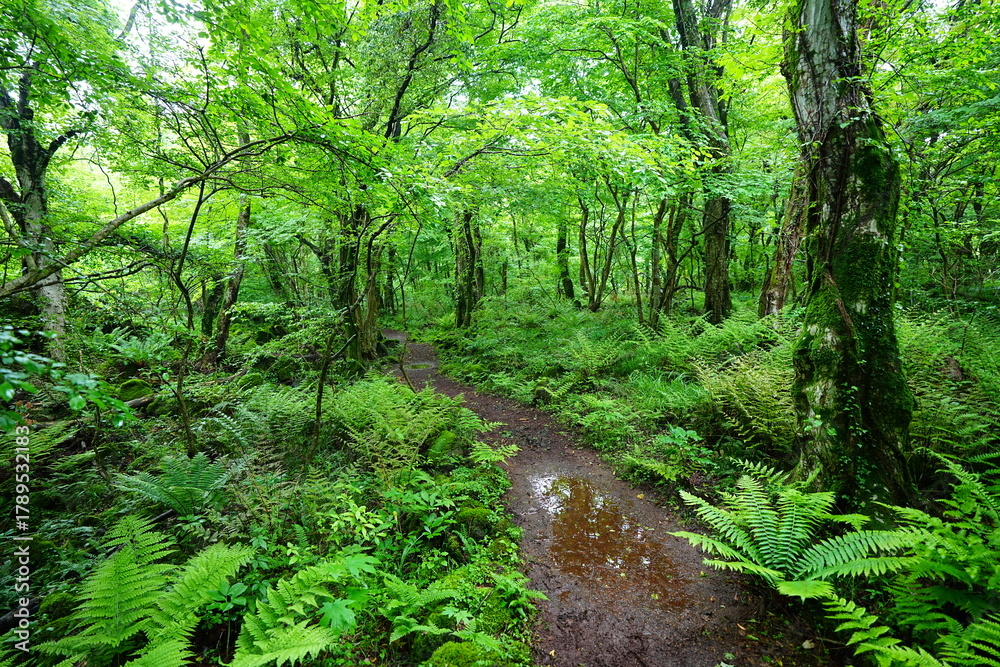 Fototapeta premium fresh green forest and path with ferns