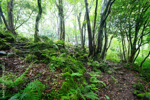 old path through mossy rocks