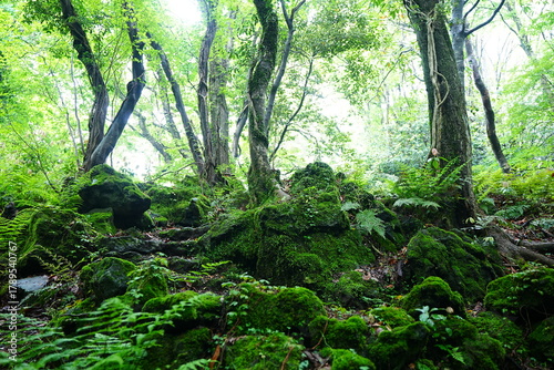 old path through mossy rocks