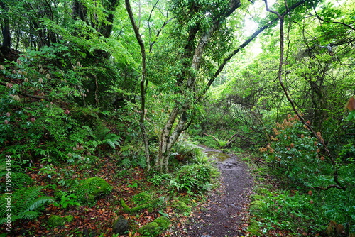 refreshing spring forest and fine path
