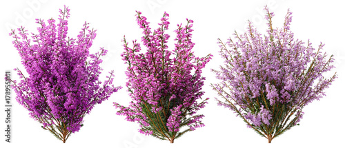 Wallpaper Mural A vibrant display of three distinct bunches of purple heather flowers arranged artistically, showcasing their rich colors and textures against a transparent background, ideal for floral designs Torontodigital.ca