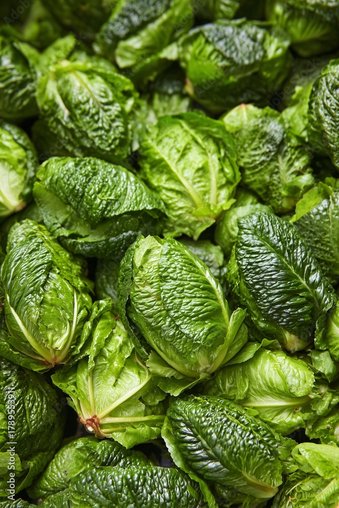 Fototapeta premium fresh cabbage in the market