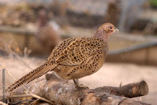 The common pheasant, ring-necked pheasant, or blue-headed pheasant, is a bird in the pheasant family. The genus name comes from Latin phasianus pheasant