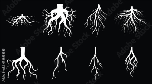 Collection of White Tree Roots on a Black Background, Various Styles