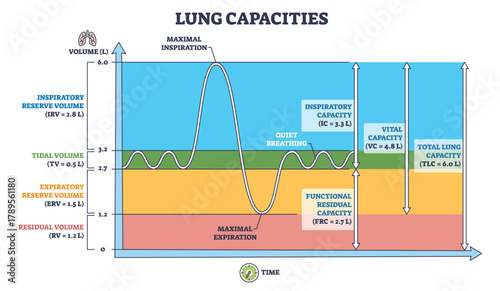 Lung capacities diagram outline visualizes breathing volumes over time, graph, volume scale, waveform show tidal, vital and total measures. Outline diagram