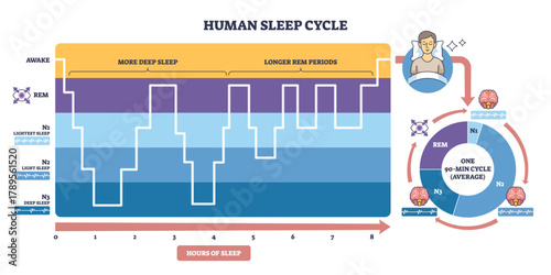 Human sleep cycle overview showing stages N1 N3 and REM across hours, timeline graph, circular chart, and sleeper icon clarify phase flow and duration. Outline diagram