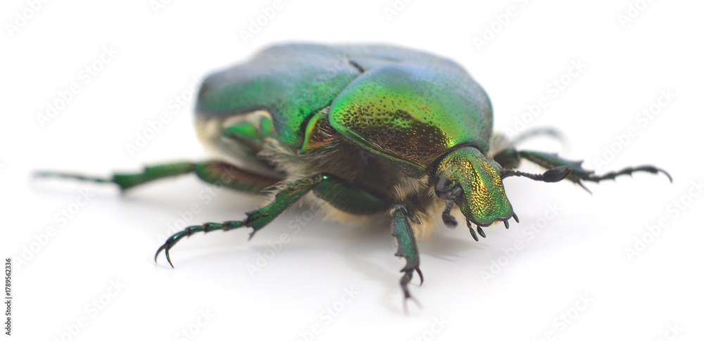Naklejka premium Green rose chafer beetle isolated on white background