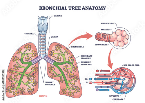 Bronchial tree anatomy maps airways from trachea and bronchi to bronchioles and alveoli, explaining lung gas exchange, key objects, lungs, bronchi, alveoli. Outline diagram