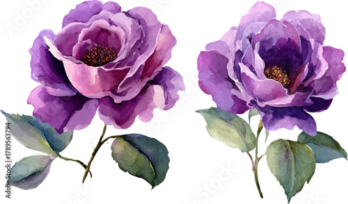 violet flower isolated on white