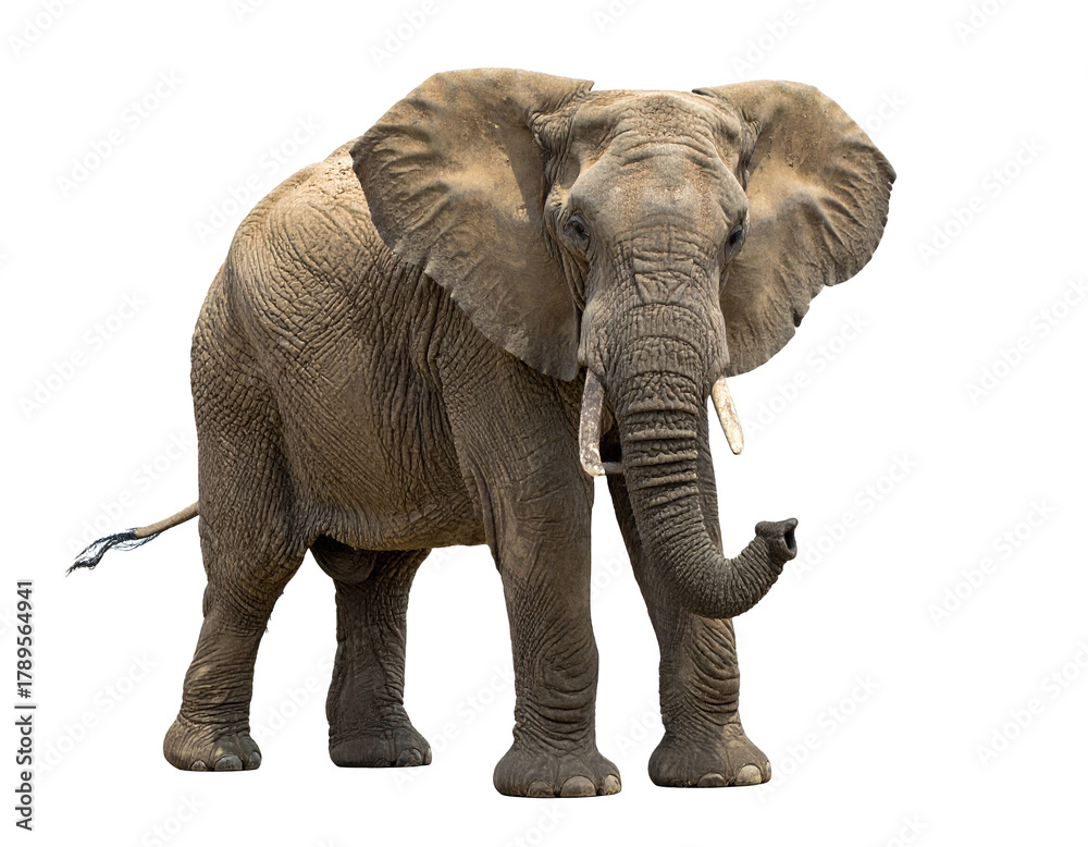 Fototapeta premium Elefant isoliert auf weißem Hintergrund, Freisteller, , Wildtier, transparent