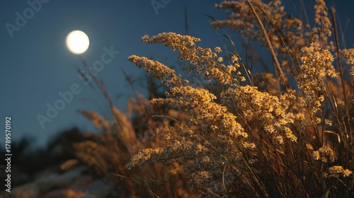 Full moon shining on wildflower field at night concept. Golden grasses illuminated by moonlight in a serene night scene.