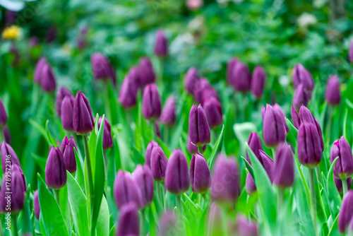 Purple tulips close up in the garden.  spring time