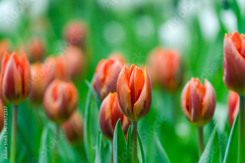 Orange tulips close up in the garden.  spring time