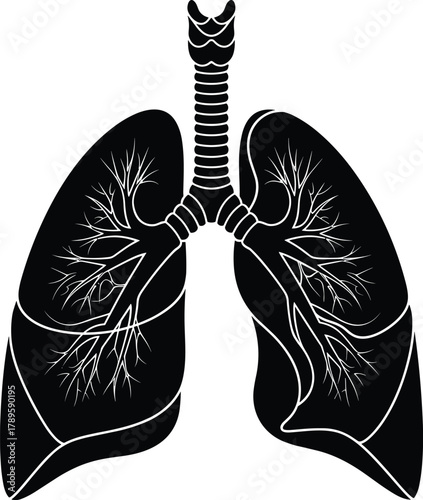 Black and white illustration of human lungs trachea and bronchi respiratory system vector