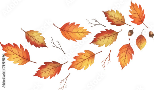 Watercolor autumn leaves and twigs with acorns scattered on a white isolated background design element