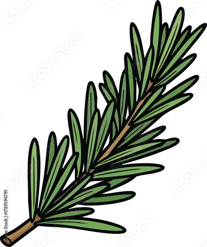 Close up of a fresh green rosemary sprig with thin needles on a white background