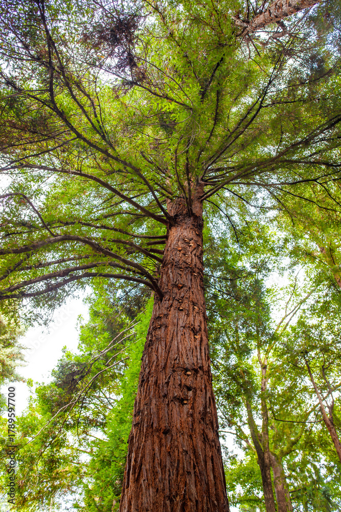 Fototapeta premium A large tree with green leaves and brown bark