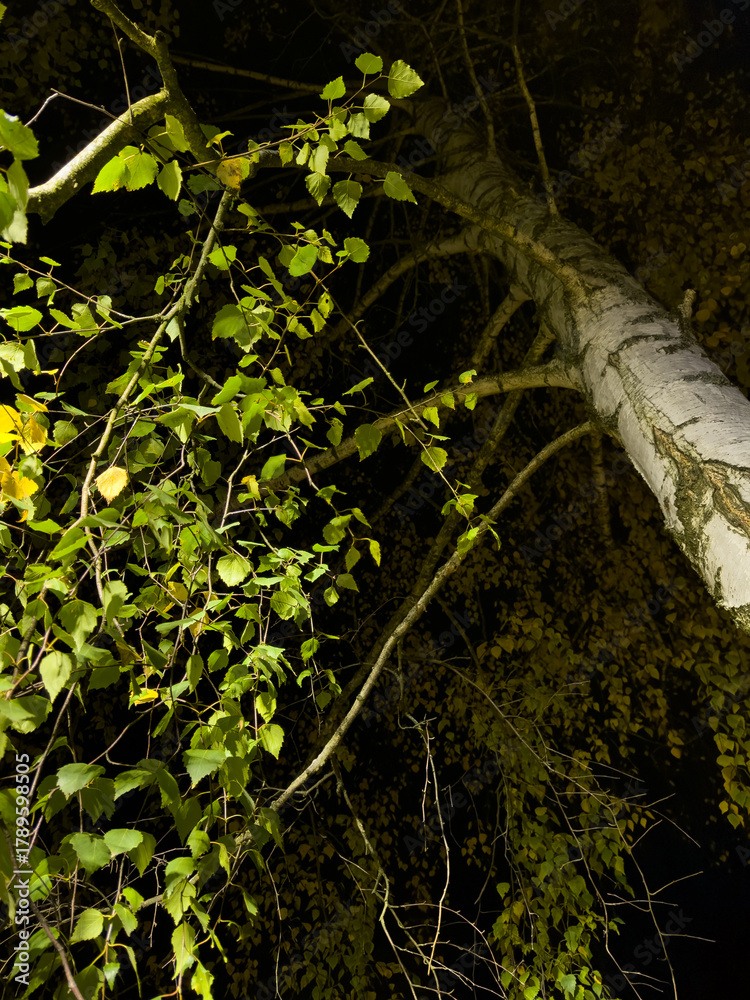Fototapeta premium A tree with green leaves is in the foreground