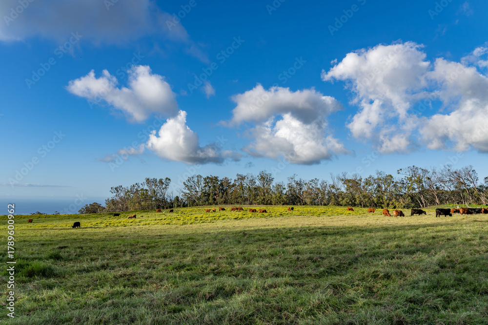 Obraz premium cows in the pasture. Hawaii Route 377. Haleakalā Highway Cultural Landscape. Upcountry Maui. 