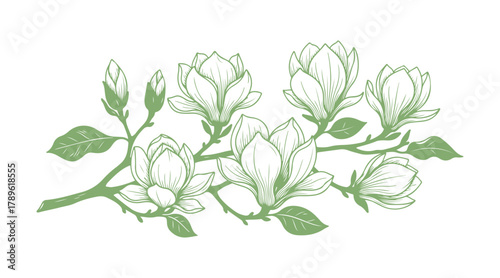 Illustration of a magnolia branch done by hand

