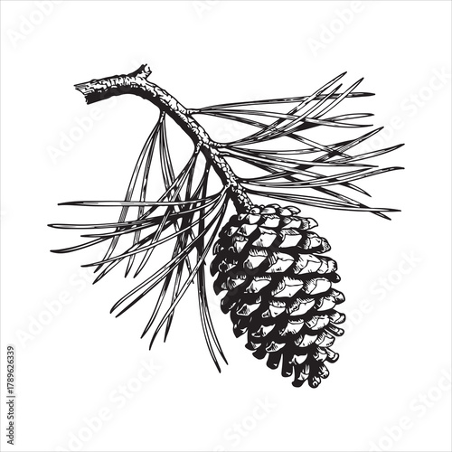 Detailed Illustration of a Pine Tree Branch with a Mature Pine Cone and Needles
