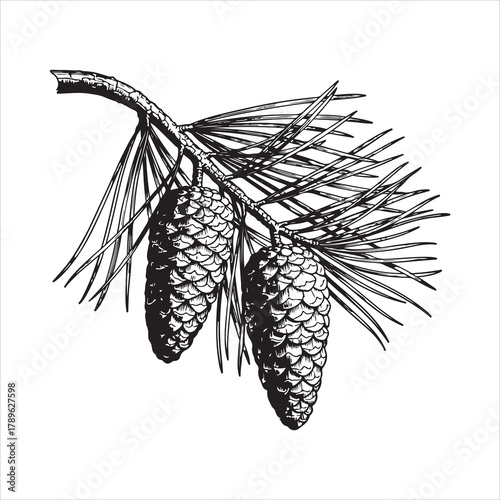 Evergreen pine branch with two cones and needles illustration