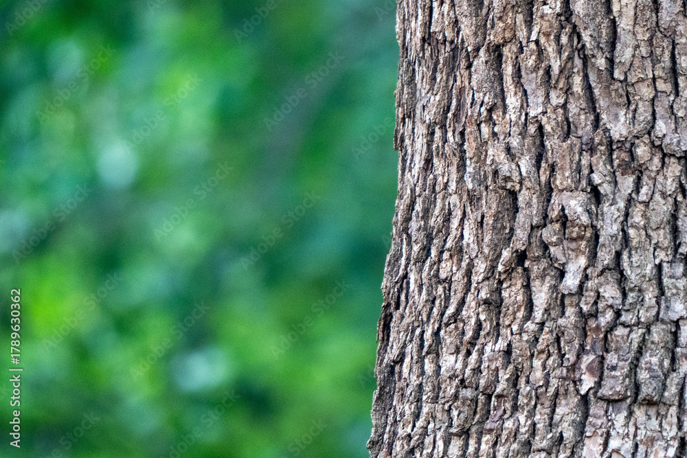 Obraz premium smooth green background and tree skin