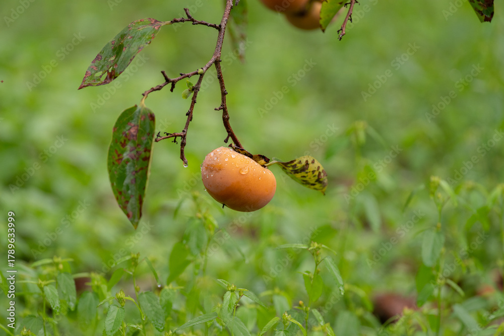Obraz premium 熟した柿の実 