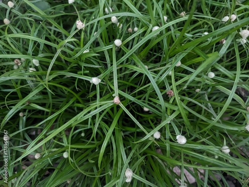 green grass kyllinga