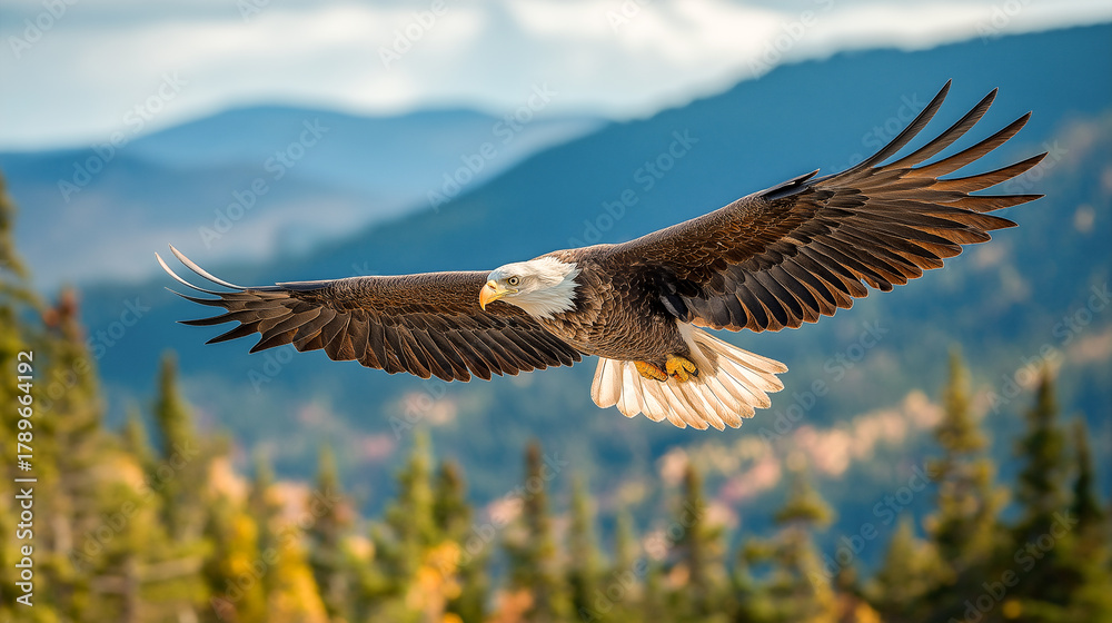 Obraz premium american bald eagle