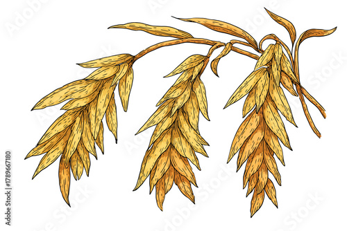 Golden Oat Sprigs and Stalks Hand-Drawn Cereal Illustration