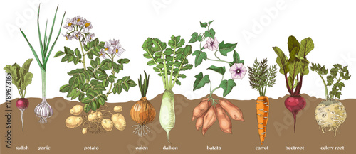 Root vegetables collection sketched vector