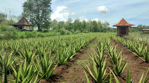 aloe plant in the farmland