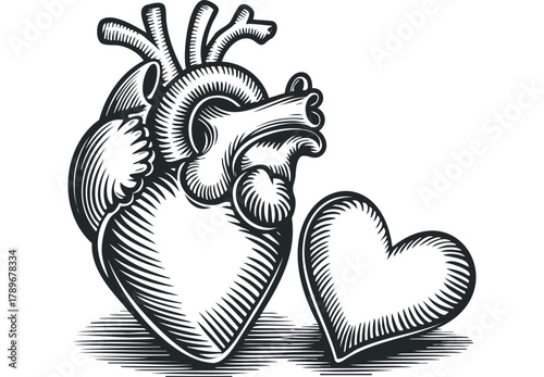 Engraved Anatomical Heart Beside Small Heart Shape