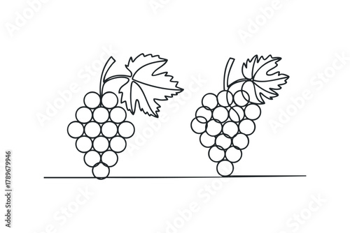 Outline drawing of grape bunches with leaves on a white background