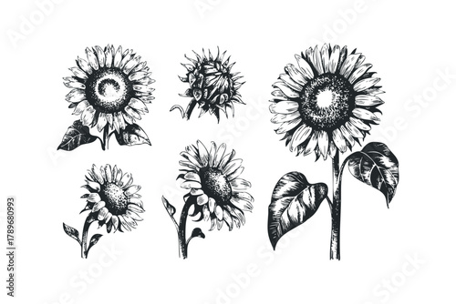 Sketchy Sunflowers Collection Various Poses Isolated