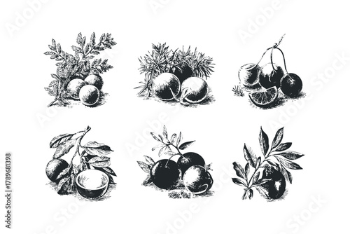 Six Vintage Fruit and Leaf Arrangements