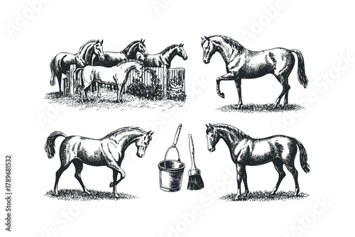 Group of horses near fence with grooming tools and single horses in field